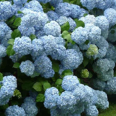 Casa A Pedreira Rias Baixas Cuntis