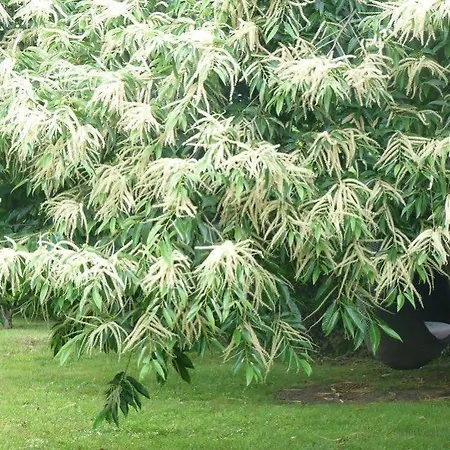 Szálloda Casa A Pedreira Rias Baixas 3*