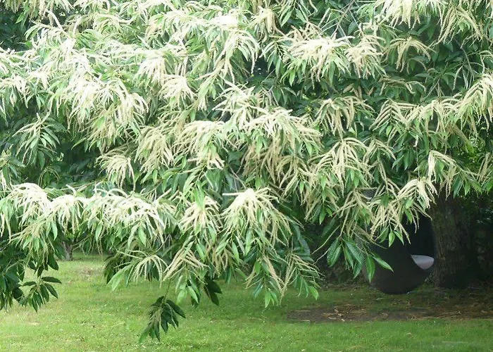 Otel Casa A Pedreira Rias Baixas 3*